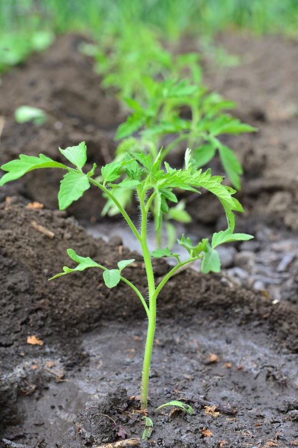 Guide To Fertilizing Tomatoes How And When To Do It