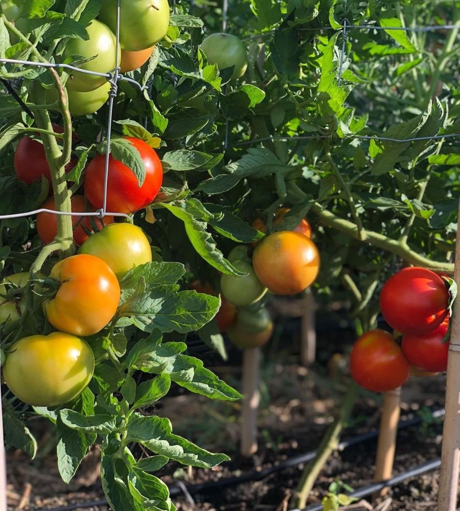 Early Blight tomato