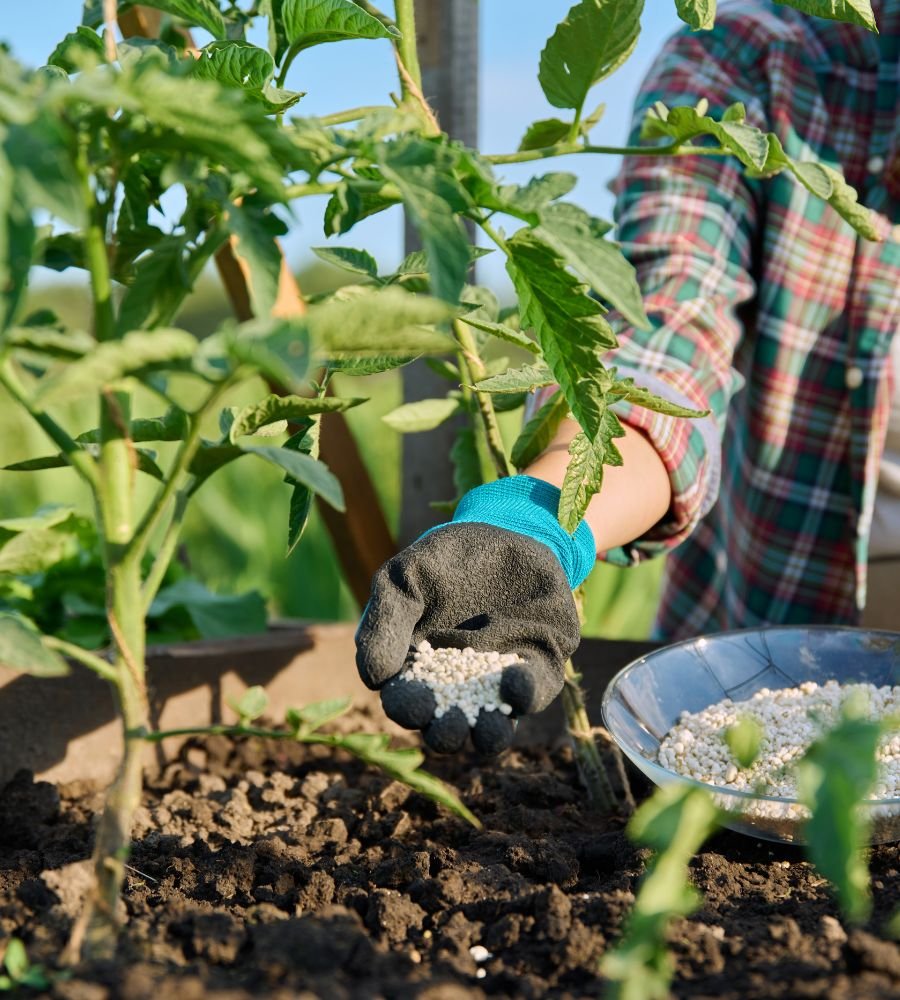 Fertilizing Tomatoes Too Much Or Not Enough