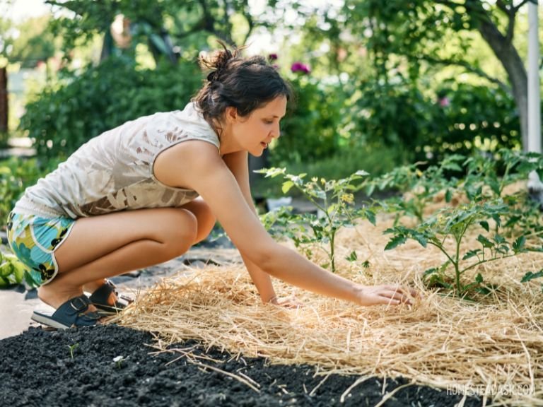 Mulch