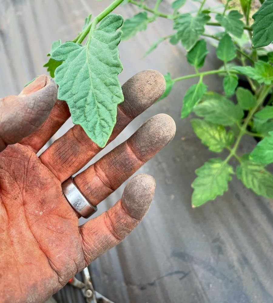 Not Pruning Your Tomato Plants