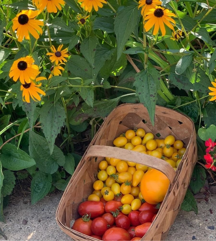 Planting The Wrong Tomato Varieties