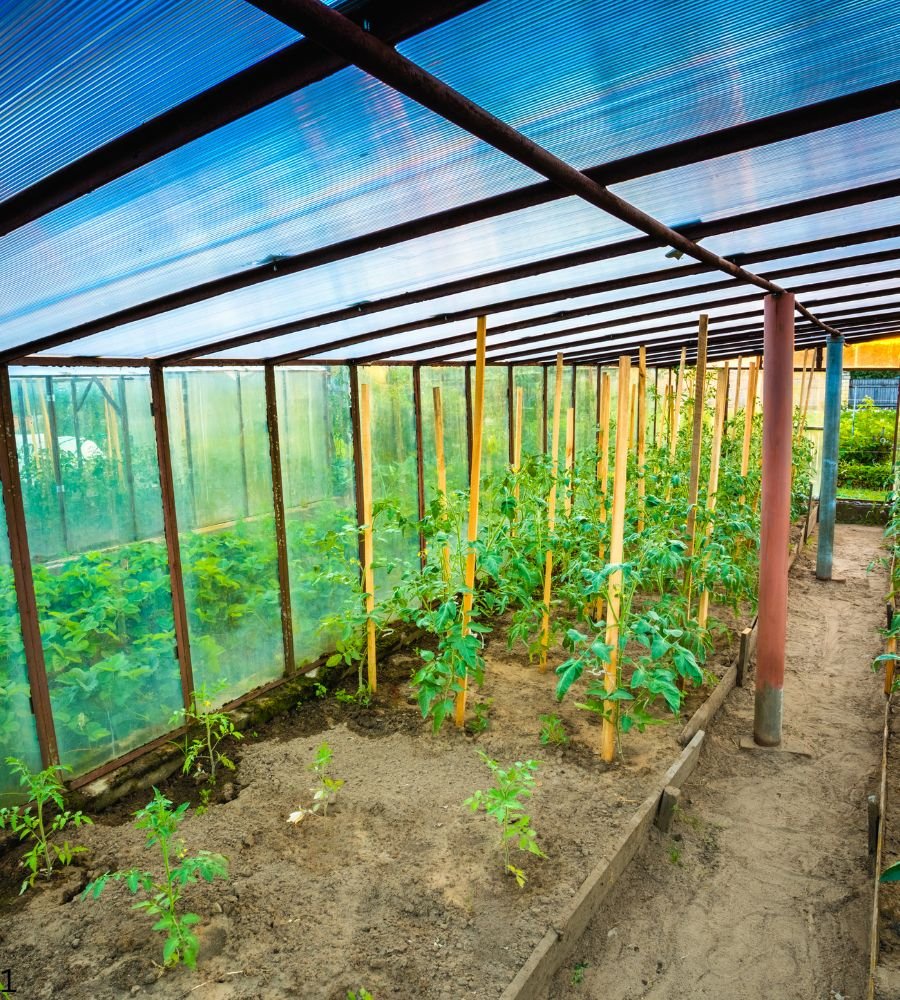 Planting Tomatoes In Shade