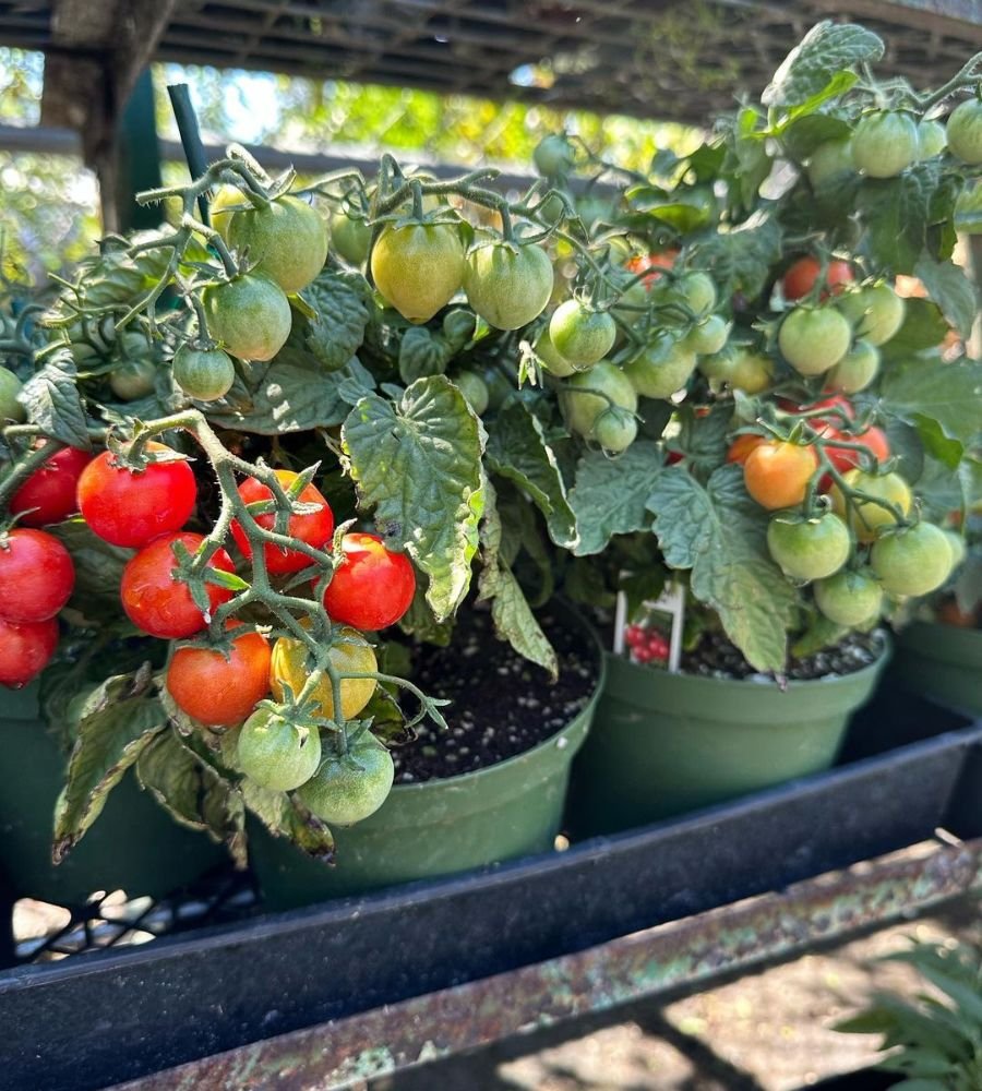 Planting Tomatoes Too Close