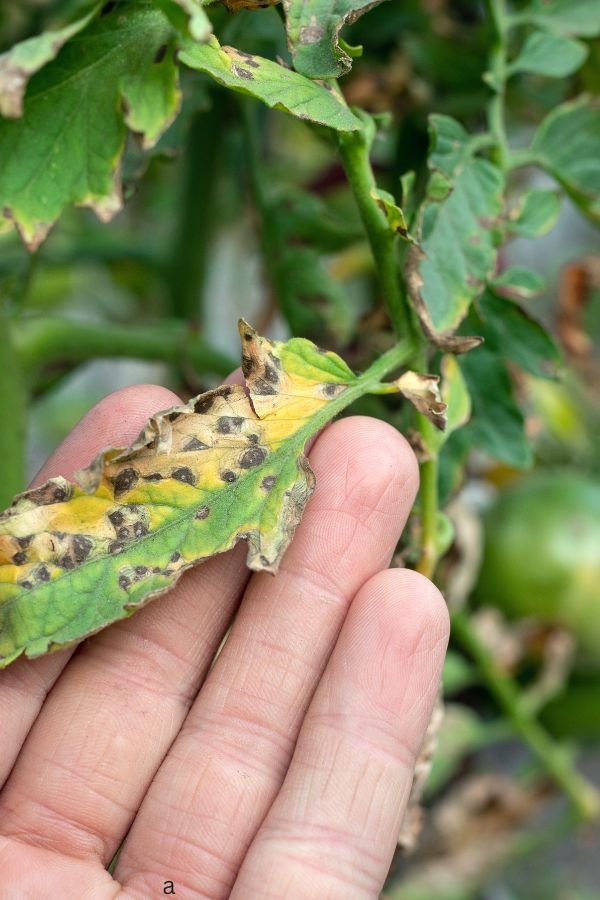 Septoria Leaf Spot