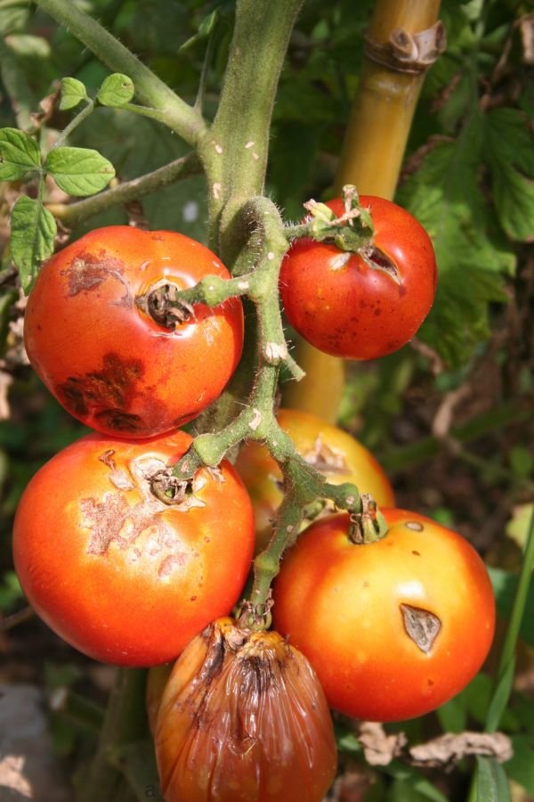 Tomato Plant Diseases