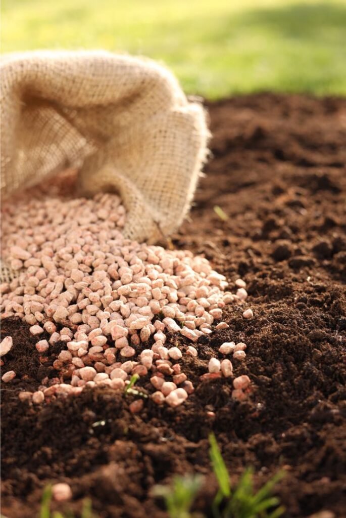 tomato Fertilize