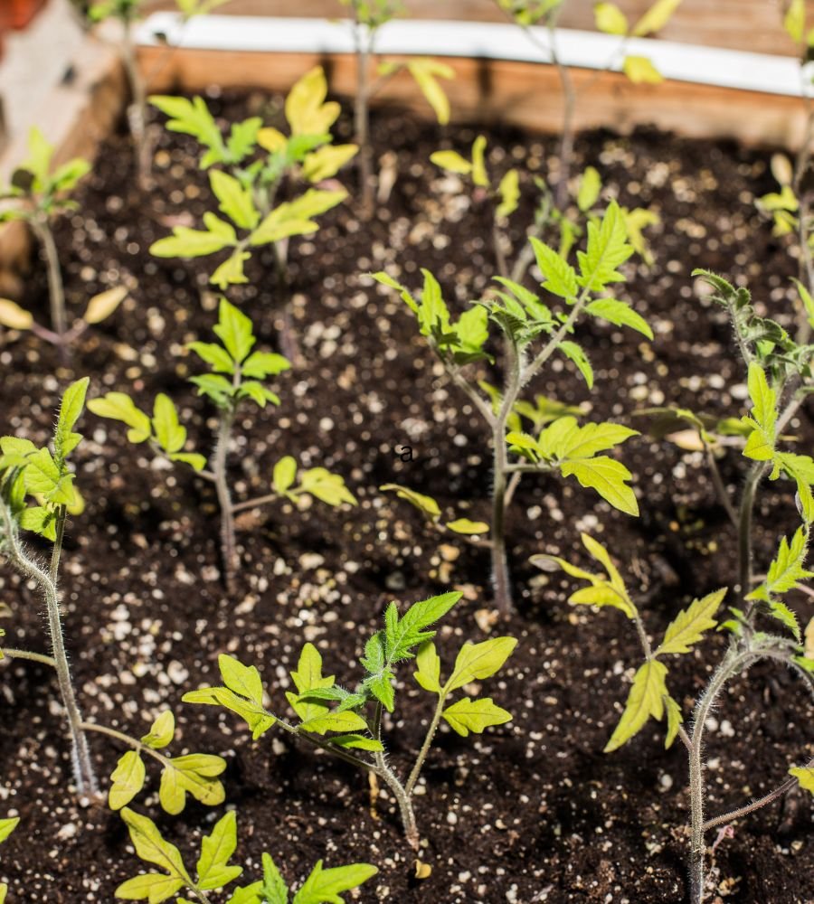 tomato Seedlings 2