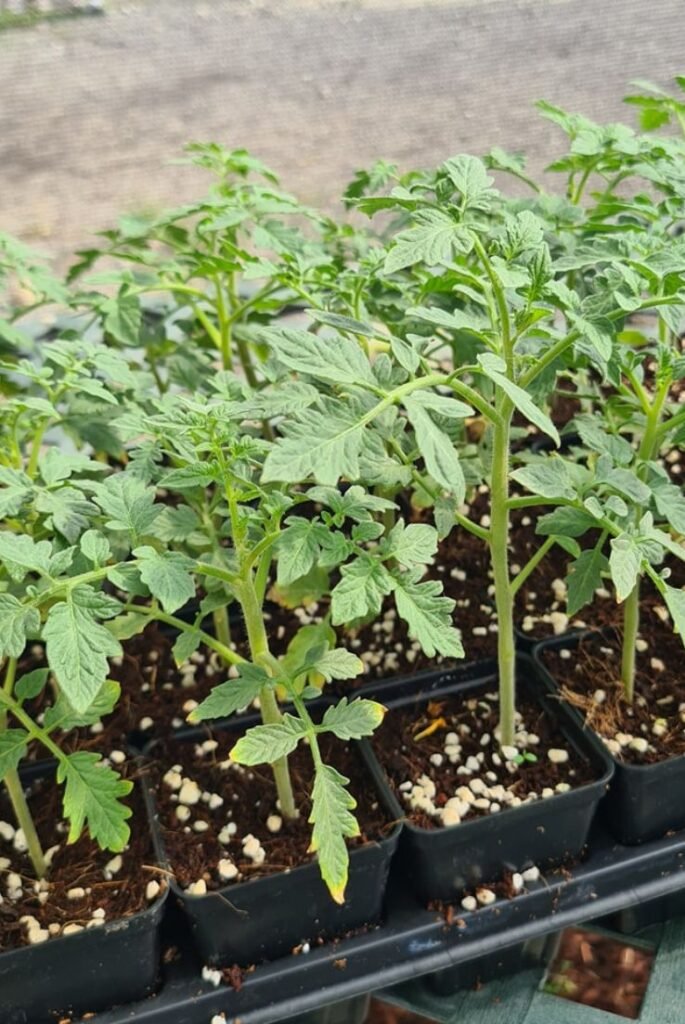 tomato seedlings