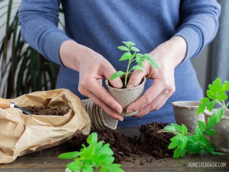 transplant tomato seedlings